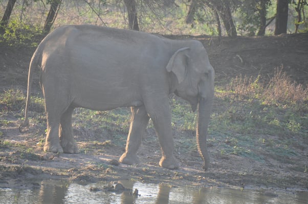 Sri Lanka, Yala Nationalpark