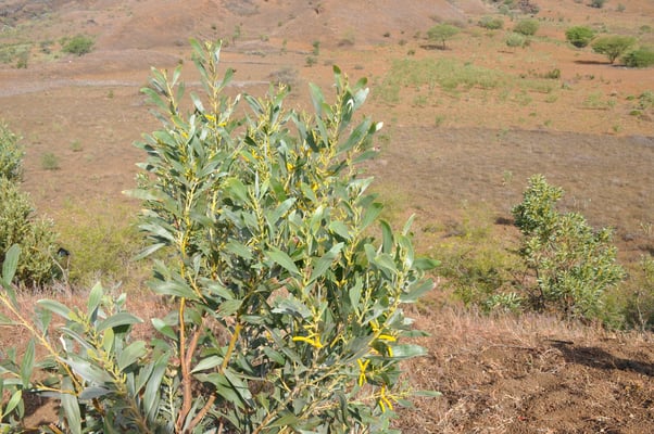 Kap Verden, Insel Fogo, Cha das Caldeiras, Pico Grande