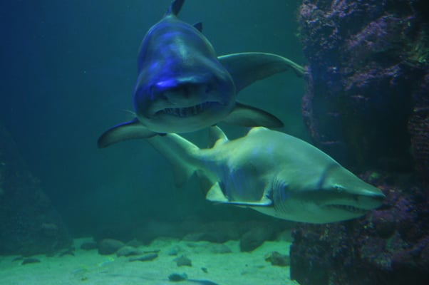 Irland, Halbinsel Dingle, Hauptstadt Dingle mit Aquarium