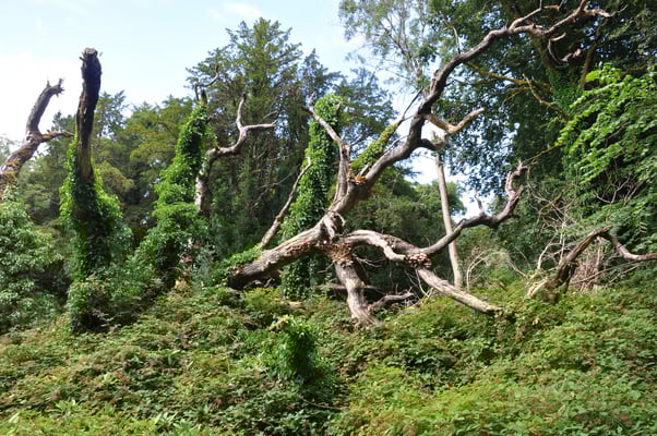 Irland, Muckross House mit Garten