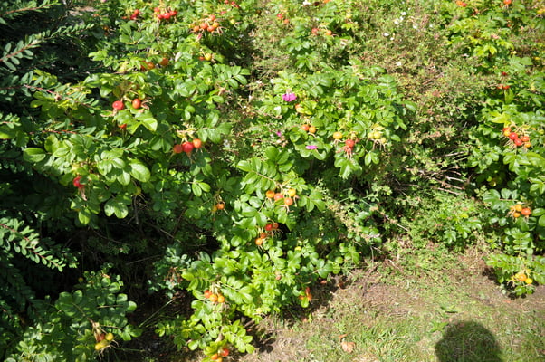 Irland, Carriganase Castle