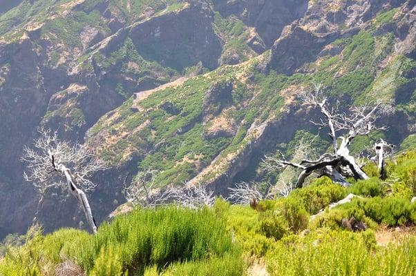 Madeira, Wanderung zum Vereda do Pico Ruivo