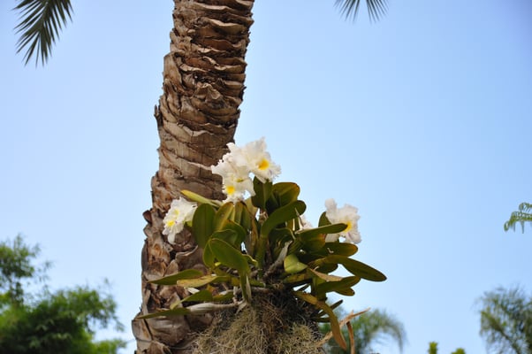 Madeira, Funchal, Villa Quitas das Cruzas, Jardins do Lago