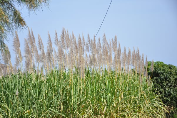 Kap Verden, Insel Santo Antao