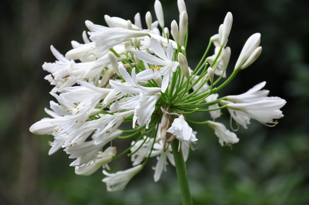 Madeira, Wanderung Levada da Reibeira da Janela