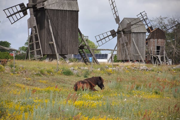 Schweden, Öland, Windmühlen bei Lerkaka