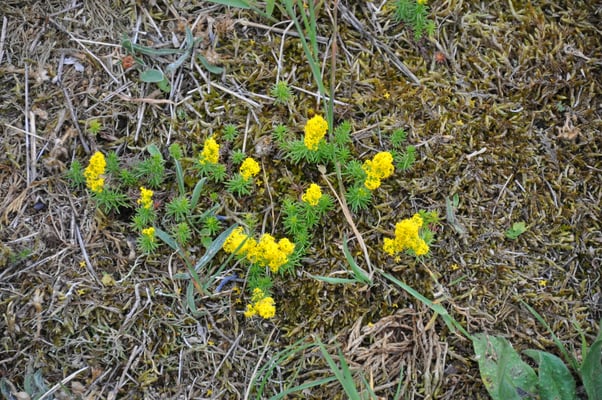 Schweden, Öland, Gräberfeld von Gettlinge