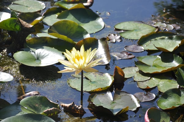 Sri Lanka, Kataragema, Hindutempel, Ruhunu Maha Kataragema Devalaya