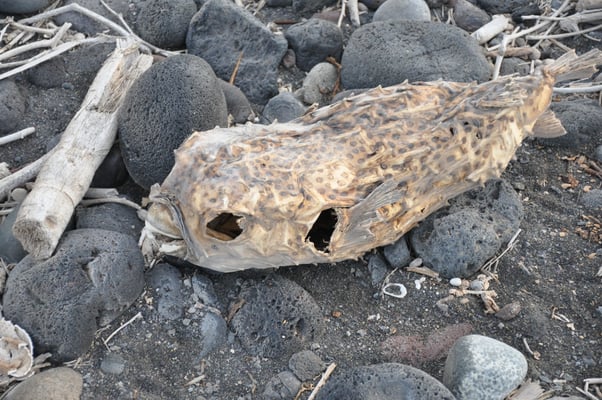 Kap Verden, Insel Santo Antao