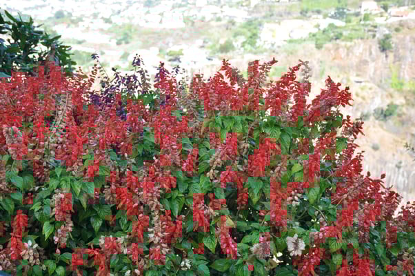 Madeira, Funchal, Botanischer Garten