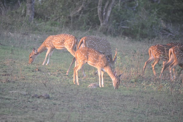 Sri Lanka, Yala Nationalpark