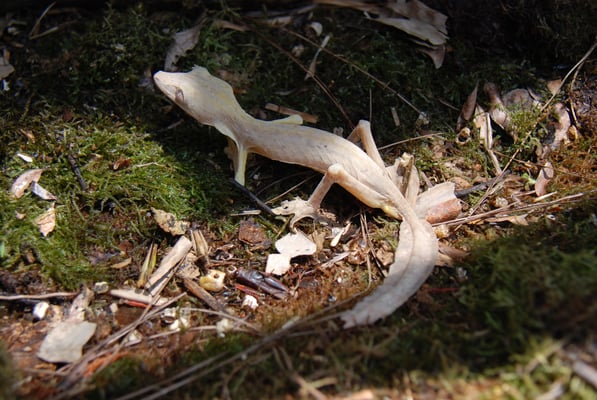 Madagaskar, Zoo Nähe Andasibe Nationalpark, Geckos