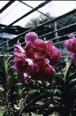 Thailand, Orchideenfarm