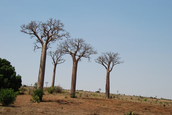 Madagaskar, Zumbize Nationalpark,  Baobab oder afrikanischer Affenbrotbau Adansonia digitata