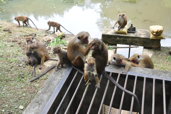 Sri Lanka, Kandy, Royal Botanic Gardens