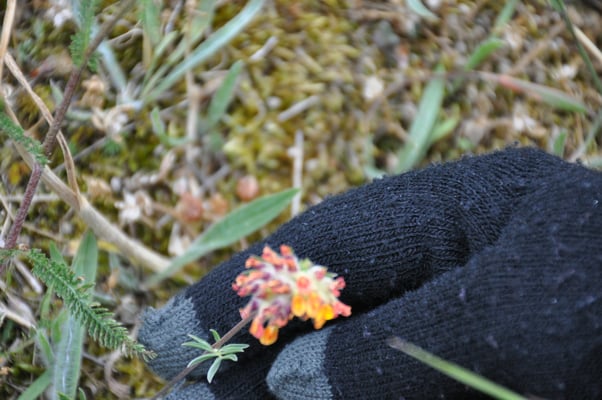 Schweden, Öland, Gräberfeld von Gettlinge