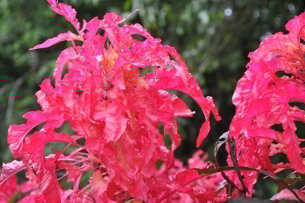 Sri Lanka, Kandy, Royal Botanic Gardens