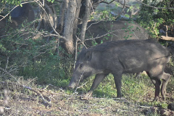 Sri Lanka, Yala Nationalpark