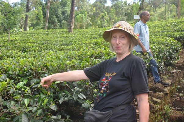 Sri Lanka, Besuch einer Teeplantage