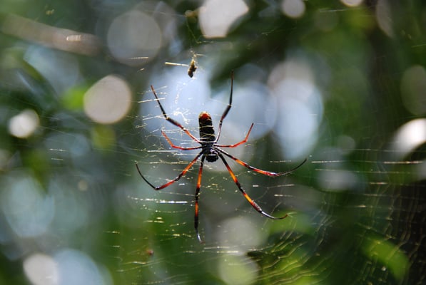 Madagaskar, Akanin ny Nofy, Besuch des Reservates Palmarium,  Spinne 