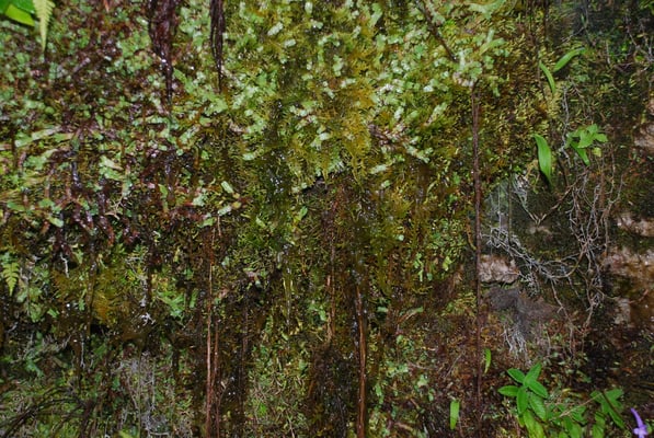 Madagaskar, Ranomafana Nationpark