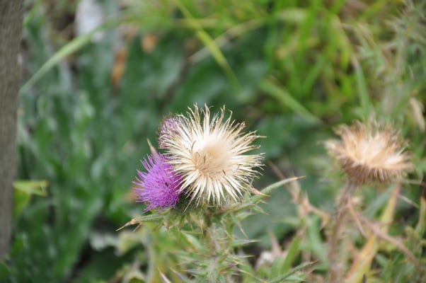 England, Auf dem Weg nach Irland: Station am Kreide Felsen von Dover