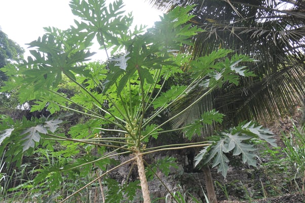 Kap Verden, Insel Santo Antao, Bergdorf Fontainhas