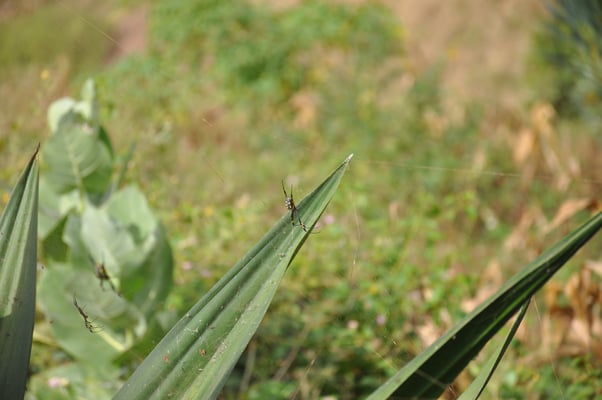 Kap Verden, Insel Santiago, Assomada, Aussichtsplattform