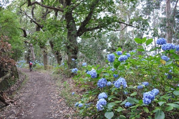 Madeira, Wanderung Levada do Furado