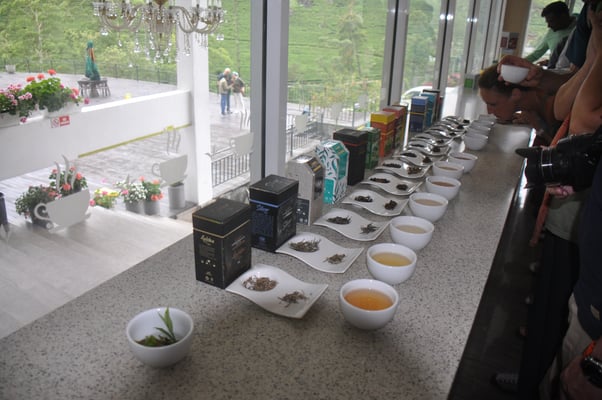 Sri Lanka, Besuch der Teefabrik Damro Tea