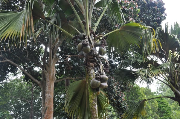 Sri Lanka, Kandy, Royal Botanic Gardens