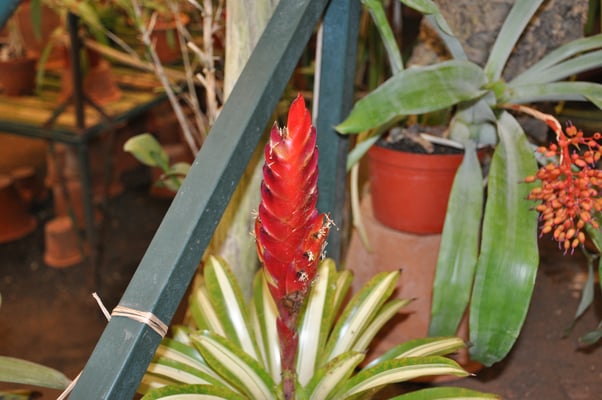 Madeira, Funchal, Orchideengarten, Quinta da Boa Vista