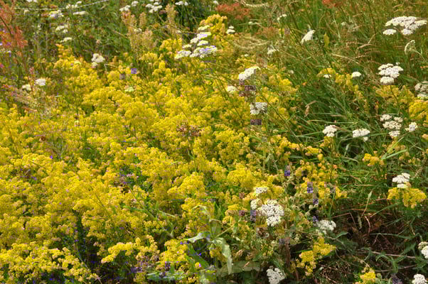 Schweden, Öland, Windmühlen bei Lerkaka