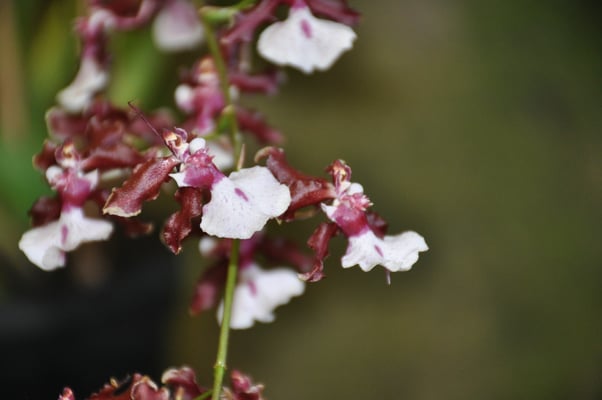Madeira, Funchal, Orchideengarten, Quinta da Boa Vista