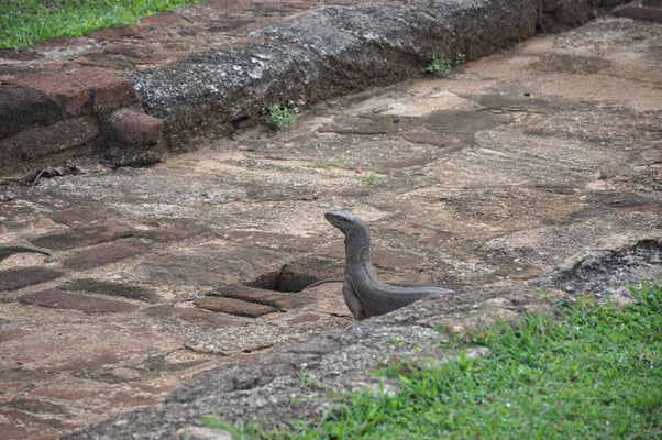 Sri Lanka, Sigirya, Rieselfels Sigirya (Löwenfels)