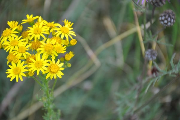 Schweden, Öland, Gräberfeld von Gettlinge