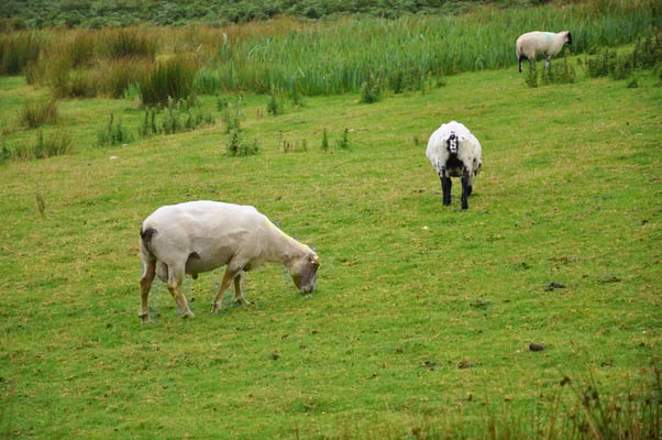 Irland, Keltisches Ringfort "Carhergal Stone Fort"
