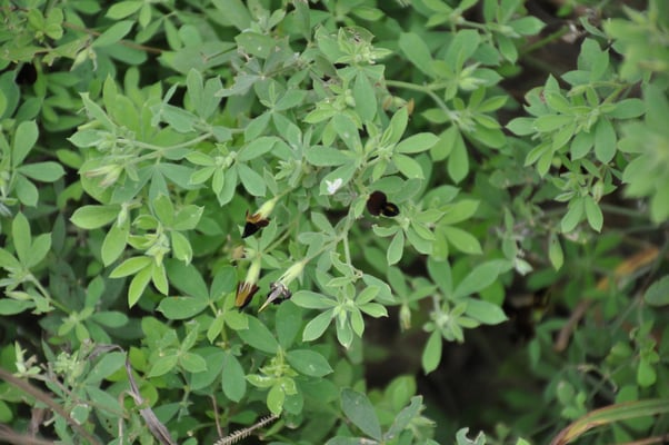 Kap Verden, Insel Santiago, Nationalpark "Serra Malagueta"