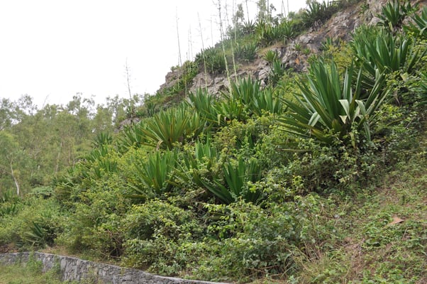 Kap Verden, Insel Santiago, Nationalpark "Serra Malagueta"