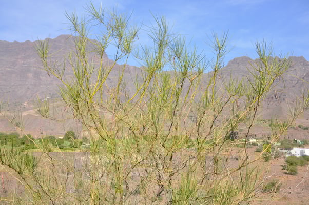 Kap Verden, Insel Santo Antao