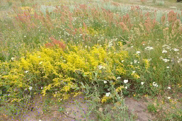 Schweden, Öland, Windmühlen bei Lerkaka