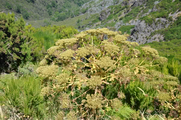 Madeira, Wanderung zum Vereda do Pico Ruivo