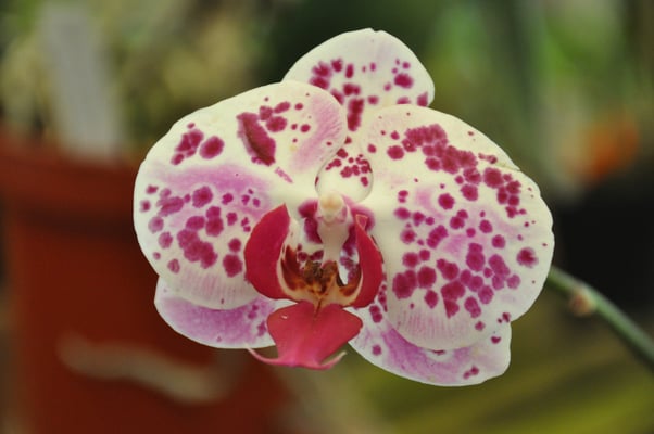 Madeira, Funchal, Orchideengarten, Quinta da Boa Vista