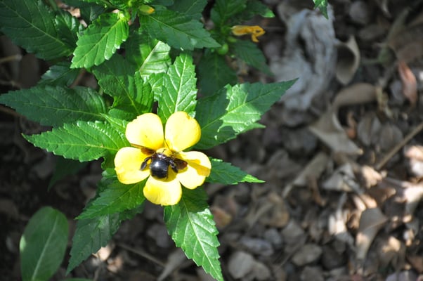 Kap Verden, Insel Fogo, Sao Felipe