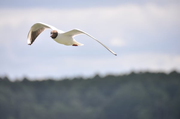 Fahrt auf dem Masurischen See Mazurski Park Krakjobrazobi