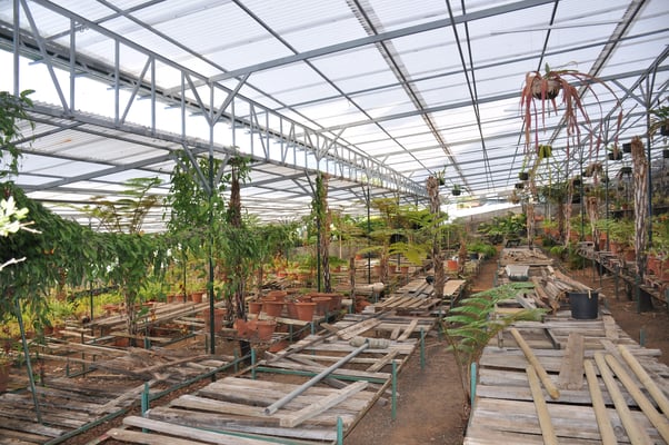 Madeira, Funchal, Orchideengarten, Quinta da Boa Vista