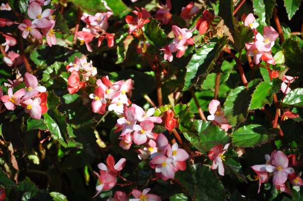 Madeira, Funchal, Botanischer Garten
