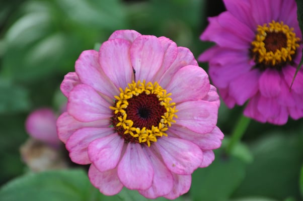 Madeira, Funchal, Botanischer Garten