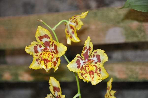 Madeira, Funchal, Orchideengarten, Quinta da Boa Vista