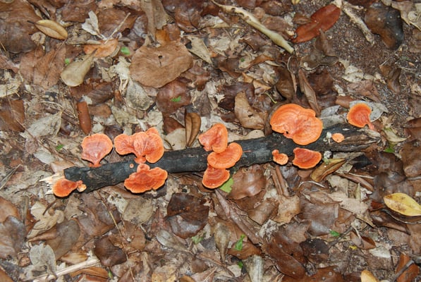 Madagaskar, Akanin ny Nofy, Besuch des Reservates Palmarium,  Pilze